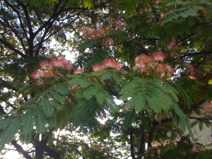 Seidenakazie oder Seidenrosenbaum (Albizia julibrissin)